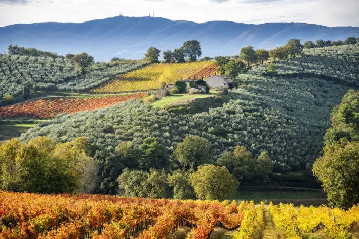 Framed Print : Sagrantino di Montefalco Vineyards in autumn, Umbria, Italy Framed Print : Sagrantino di Montefalco Vineyards in autumn, Umbria, Italy