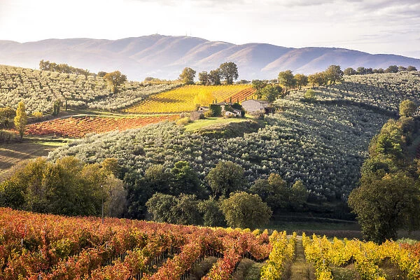 Sagrantino vineyards during autumn, Montefalco, Perugia province, Umbria, Italy