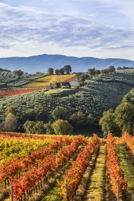 Framed Print : Sagrantino vineyards during autumn, Montefalco, Perugia province, Umbria, Italy Framed Print : Sagrantino vineyards during autumn, Montefalco, Perugia province, Umbria, Italy