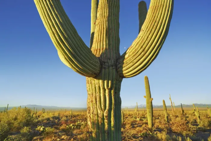 Framed Print : Saguaro and moon - USA, Arizona, Pima, Tucson, Tucson Mountain Country Park Framed Print : Saguaro and moon - USA, Arizona, Pima, Tucson, Tucson Mountain Country Park
