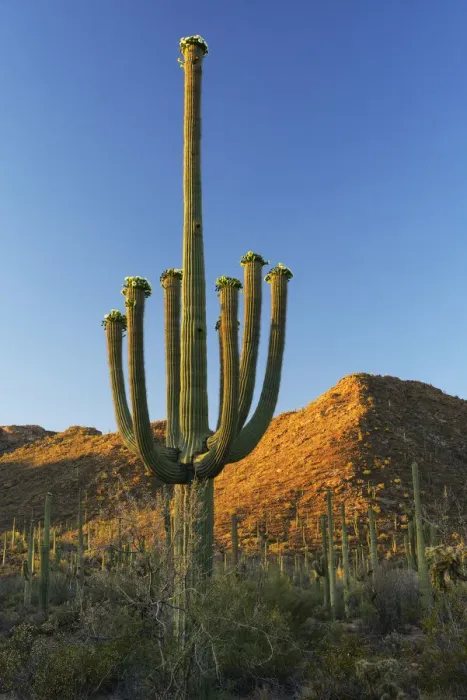 Framed Print : Saguaro National Park, Arizona, USA Framed Print : Saguaro National Park, Arizona, USA