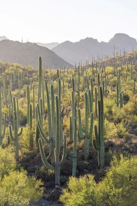 Framed Print : Saguaro National Park, Tuscon, Arizona, USA Framed Print : Saguaro National Park, Tuscon, Arizona, USA