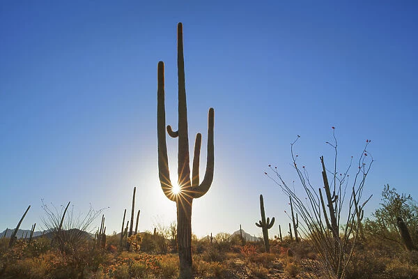 Saguaro and ocotillo - USA, Arizona, Pima, Tucson, Tucson Mountain Country Park