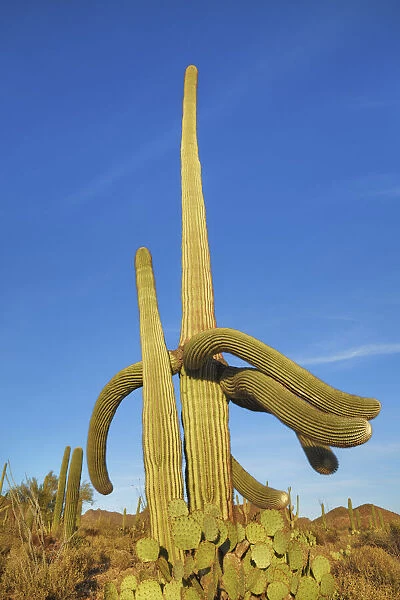 Saguaro and opuntias - USA, Arizona, Pima, Tucson, Tucson Mountain Country Park