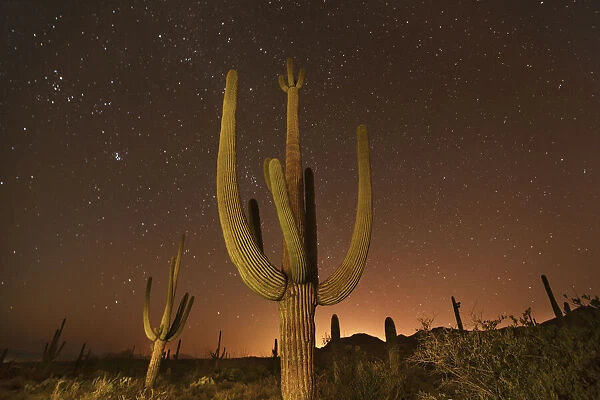 Saguaro and stars - USA, Arizona, Pima, Tucson, Tucson Mountain Country Park