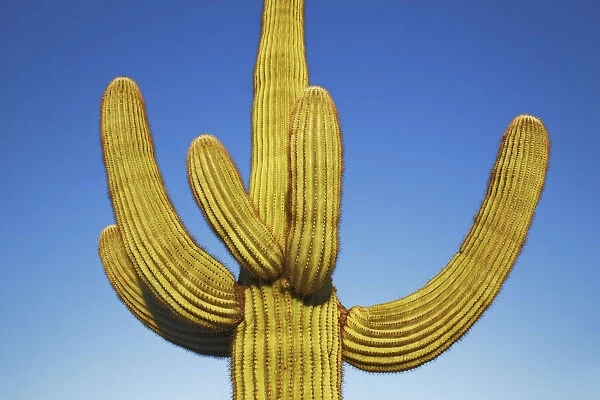 Saguaro - USA, Arizona, Maricopa, Phoenix, Lost Dutchman State Park - Sonora Desert