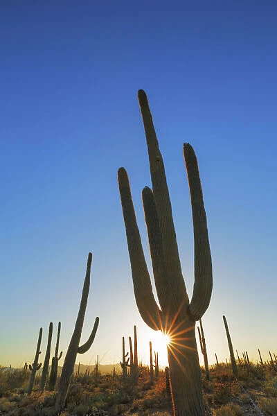 Saguaro - USA, Arizona, Pima, Tucson, Tucson Mountain Country Park