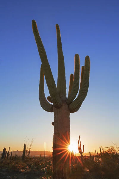 Saguaro - USA, Arizona, Pima, Tucson, Tucson Mountain Country Park