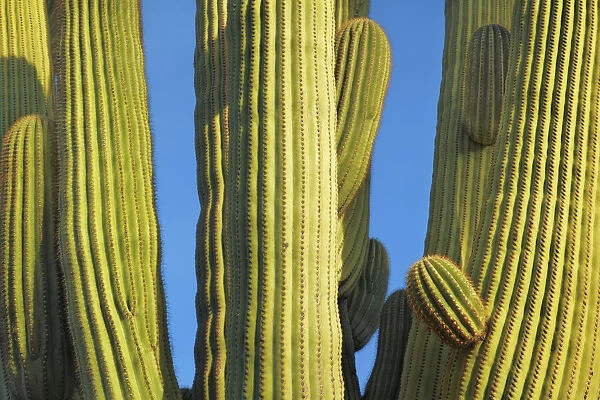 Saguaro - USA, Arizona, Pima, Tucson, Saguaro National Park, Saguaro East