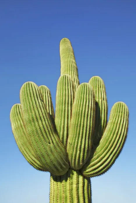 Framed Print : Saguaro - USA, Arizona, Pima, Tucson, Saguaro National Park, Saguaro East Framed Print : Saguaro - USA, Arizona, Pima, Tucson, Saguaro National Park, Saguaro East
