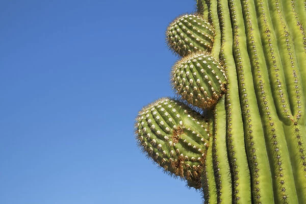 Saguaro - USA, Arizona, Pima, Tucson, Saguaro National Park, Saguaro East