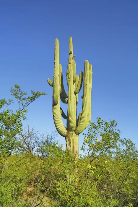 Framed Print : Saguaro - USA, Arizona, Pima, Tucson, Saguaro National Park, Saguaro East Framed Print : Saguaro - USA, Arizona, Pima, Tucson, Saguaro National Park, Saguaro East