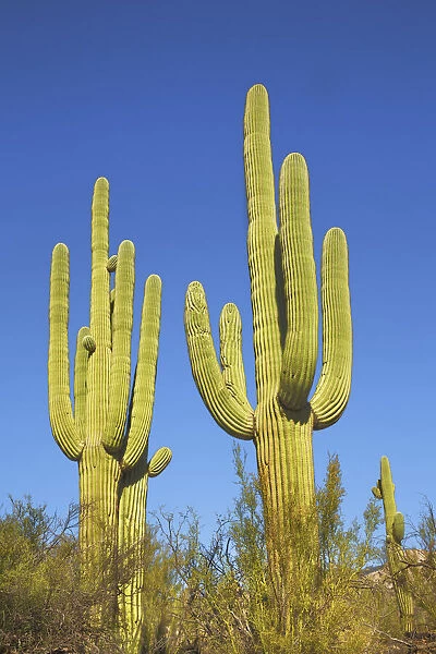 Saguaro - USA, Arizona, Pima, Tucson, Catalina State Park - Sonora Desert
