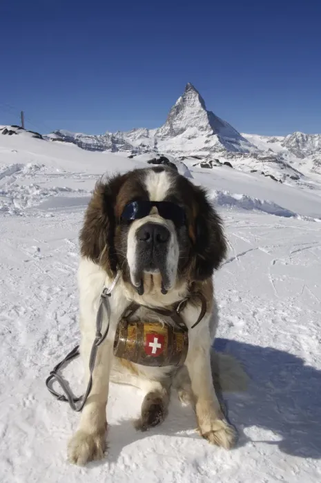 Framed Print : Saint Bernard with sun glasses, Matterhorn, Zermatt, Valais, Switzerland Framed Print : Saint Bernard with sun glasses, Matterhorn, Zermatt, Valais, Switzerland