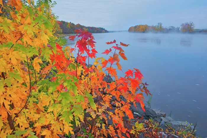 Framed Print : The Saint John River and the Acadian forest in autumn foliage. New Brunswick, Canada