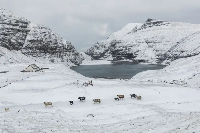Framed Print : Saksun covered by snow in the mid of May. Streymoy, Faroe Islands Framed Print : Saksun covered by snow in the mid of May. Streymoy, Faroe Islands