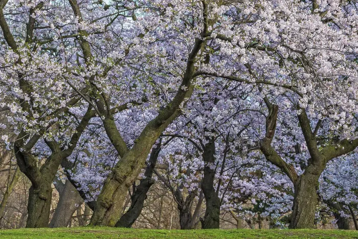 Framed Print : Sakura Cherry Trees, High Park, Toronto, Ontario, Canada Framed Print : Sakura Cherry Trees, High Park, Toronto, Ontario, Canada