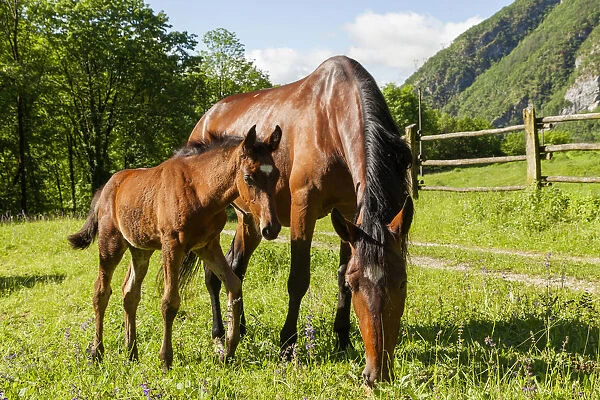 Salet, Center of Equestrian Selection, Sedico, Veneto. Horse broodmare and foal grazing