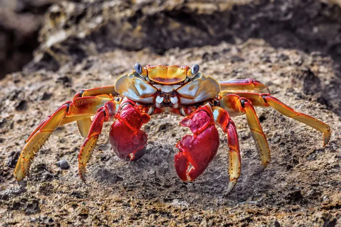 Framed Print : Sally LIghtfoot Crab, Cayman Brac, Cayman Islands, BWI Framed Print : Sally LIghtfoot Crab, Cayman Brac, Cayman Islands, BWI