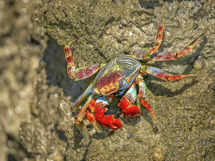 Framed Print : Sally Lightfoot Crab (Grapsus grapsus), Grand Cayman, Cayman Islands, British West Indies Framed Print : Sally Lightfoot Crab (Grapsus grapsus), Grand Cayman, Cayman Islands, British West Indies