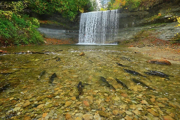 Salmon spawning. Kagawong River at Bridal Veil Falls in Kagawong. Manitoulin Island, Ontario, Canada