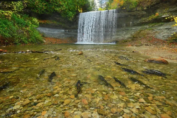 Framed Print : Salmon spawning. Kagawong River at Bridal Veil Falls in Kagawong. Manitoulin Island, Ontario, Canada Framed Print : Salmon spawning. Kagawong River at Bridal Veil Falls in Kagawong. Manitoulin Island, Ontario, Canada