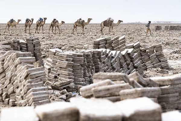 Salt blocks extracted from salt flats, Dallol, Danakil Depression, Afar Region, Ethiopia