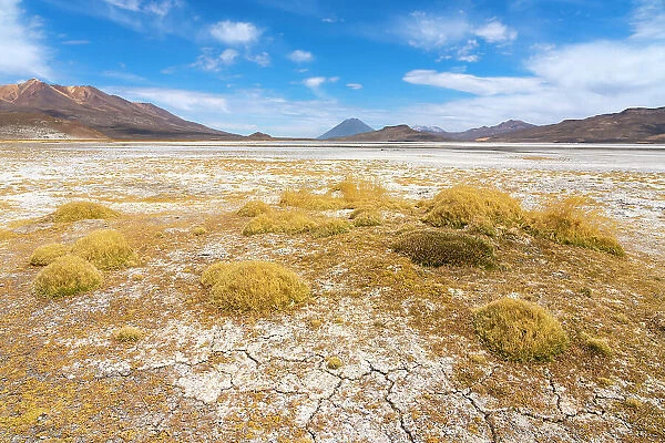 Salt flats with grass and distant views of El Misti and Chachani volcanoes, Salinas y Aguada Blanca National Reserve, Arequipa Province, Arequipa Region, Peru