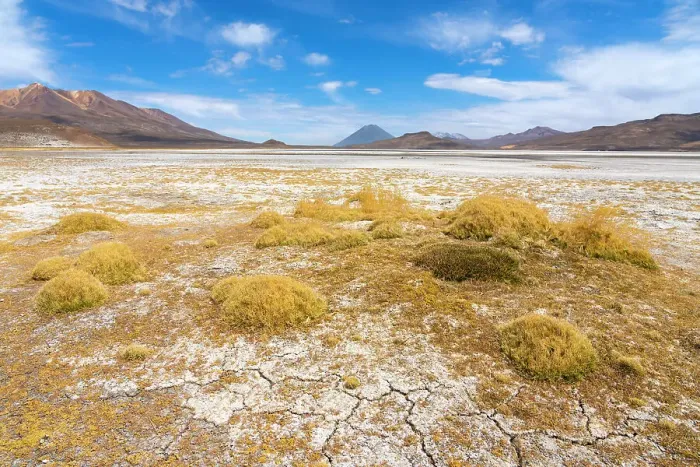 Framed Print : Salt flats with grass and distant views of El Misti and Chachani volcanoes, Salinas y Aguada Blanca National Reserve, Arequipa Province, Arequipa Region, Peru Framed Print : Salt flats with grass and distant views of El Misti and Chachani volcanoes, Salinas y Aguada Blanca National Reserve, Arequipa Province, Arequipa Region, Peru