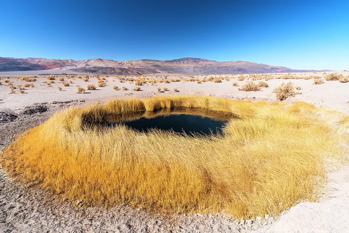 Framed Print : Salt pond surrounded by yellow grass, Salar de Antofalla, Puna, Catamarca, Argentina Framed Print : Salt pond surrounded by yellow grass, Salar de Antofalla, Puna, Catamarca, Argentina