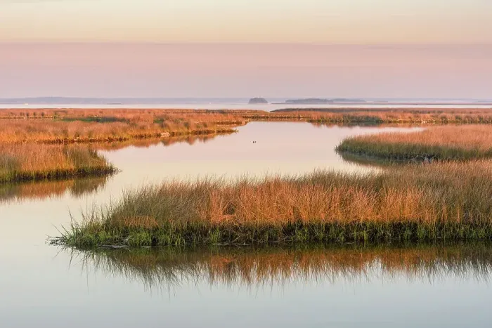 Framed Print : Salt water marshes at dawn, St. Marks NWR, Florida, USA Framed Print : Salt water marshes at dawn, St. Marks NWR, Florida, USA