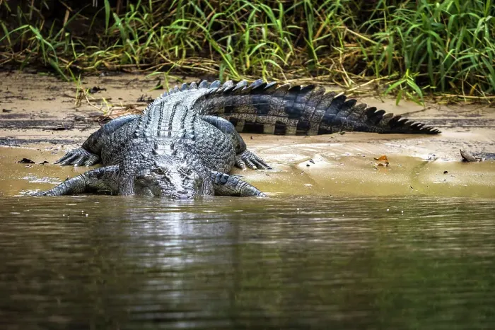 Framed Print : Saltwater crocodile on bank of the Daintree River, Daintree, Queensland, Australia