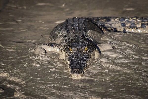 Saltwater crocodile (Crocodylus porosus) in Sampan Creek, Bamurru Plains