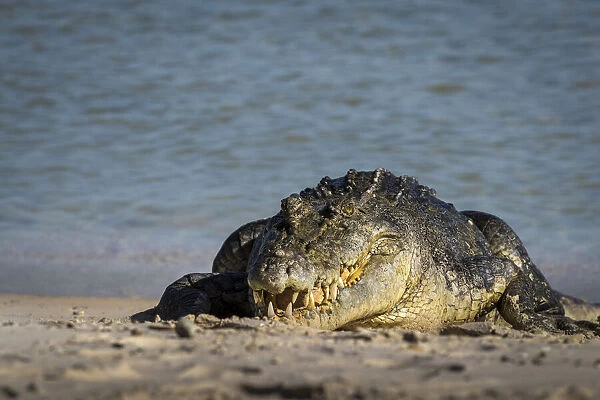 Saltwater crocodile (Crocodylus porosus) on beach, Gove Peninsula, Arnhem Land