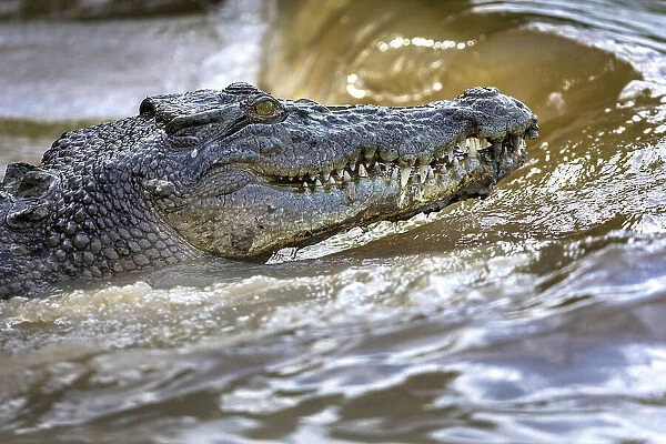 Saltwater crocodile in Sampan Creek, Bamurru Plains, Northern Territory, Australia