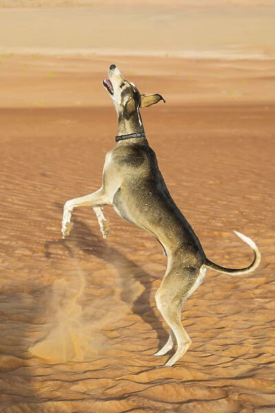 Saluki dog, Empty Quarter (Rub Al Khali), Abu Dhabi, United Arab Emirates