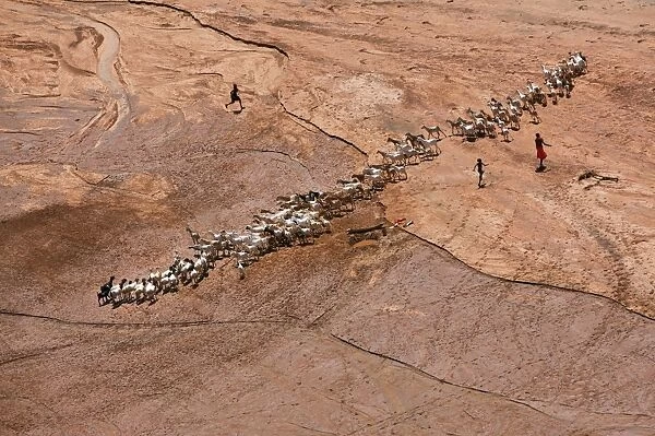 Samburu children water their familys goats at a waterhole dug in a seasonal river bed
