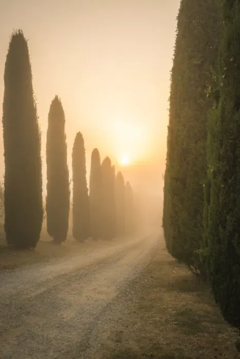 Framed Print : San Quirico d Orcia, Siena, Tuscany, Italy, cypress in San Quirico Framed Print : San Quirico d Orcia, Siena, Tuscany, Italy, cypress in San Quirico