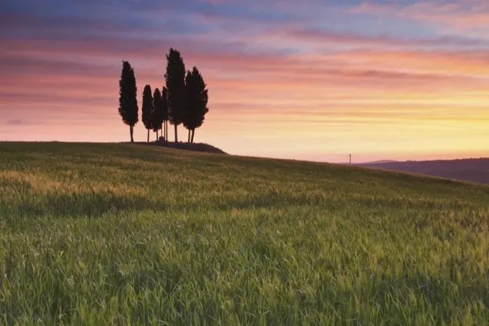 Framed Print : San Quirico, Orcia valley, Tuscany, Italy. Cypresses at sunrise Framed Print : San Quirico, Orcia valley, Tuscany, Italy. Cypresses at sunrise