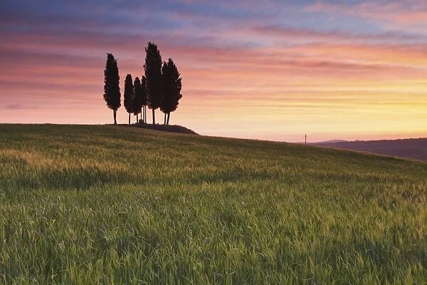 San Quirico, Orcia valley, Tuscany, Italy. Cypresses at sunrise