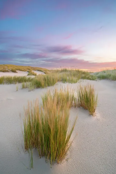 Framed Print : Sand dune landscape at sunrise, Wittdun, UNESCO, Amrum island, Nordfriesland, Schleswig-Holstein, Germany Framed Print : Sand dune landscape at sunrise, Wittdun, UNESCO, Amrum island, Nordfriesland, Schleswig-Holstein, Germany