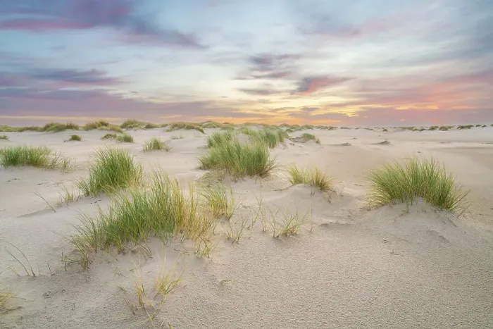 Framed Print : Sand dune landscape at sunrise, Wittdun, UNESCO, Amrum island, Nordfriesland, Schleswig-Holstein, Germany Framed Print : Sand dune landscape at sunrise, Wittdun, UNESCO, Amrum island, Nordfriesland, Schleswig-Holstein, Germany