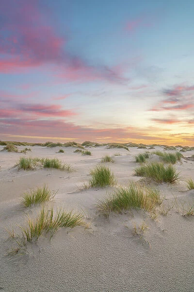 Sand dune landscape at sunrise, Wittdun, UNESCO, Amrum island, Nordfriesland, Schleswig-Holstein, Germany