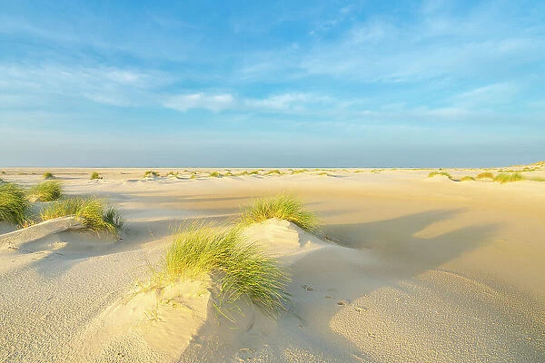 Sand dune landscape at sunrise, Wittdun, UNESCO, Amrum island, Nordfriesland, Schleswig-Holstein, Germany