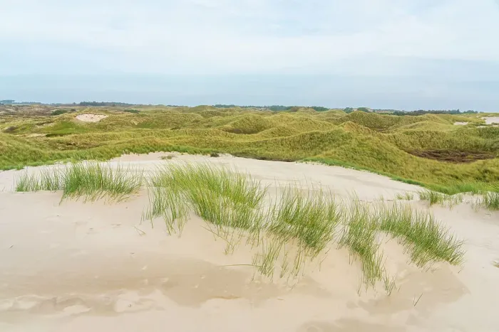 Framed Print : Sand dune landscape, Wittdun, UNESCO, Amrum island, Nordfriesland, Schleswig-Holstein, Germany Framed Print : Sand dune landscape, Wittdun, UNESCO, Amrum island, Nordfriesland, Schleswig-Holstein, Germany