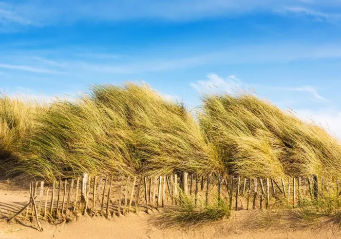 Framed Print : Sand dunes, Camber Sands, East Sussex, England Framed Print : Sand dunes, Camber Sands, East Sussex, England