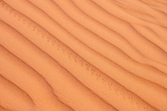 Framed Print : Sand ripples and beetle tracks on the dunes of Erg Chebbi on the Sahara Desert, Merzouga, Errachidia, Morocco