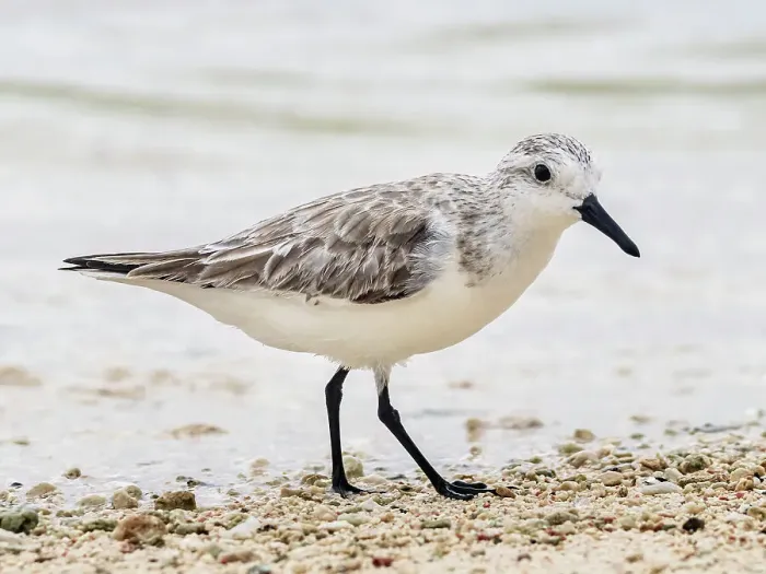 Framed Print : Sanderling (Calidris alba) in winter plumagfe on Grand Cayman, Cayman Islands, British West Indies Framed Print : Sanderling (Calidris alba) in winter plumagfe on Grand Cayman, Cayman Islands, British West Indies