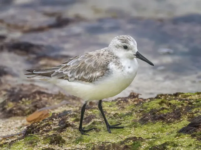 Framed Print : Sanderling (Calidris alba) in winter plumagfe on Grand Cayman, Cayman Islands, British West Indies Framed Print : Sanderling (Calidris alba) in winter plumagfe on Grand Cayman, Cayman Islands, British West Indies