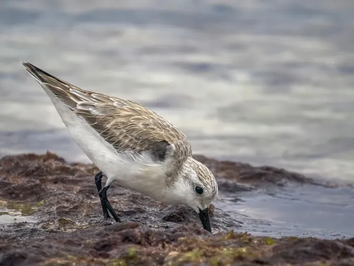 Framed Print : Sanderling (Calidris alba) in winter plumagfe on Grand Cayman, Cayman Islands, British West Indies